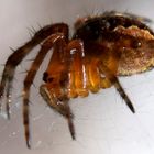 Minispinne ca. 3-4mm