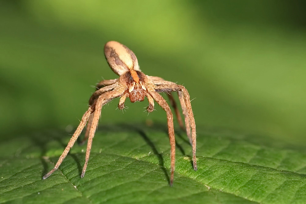 Minispinne ca. 6mm...