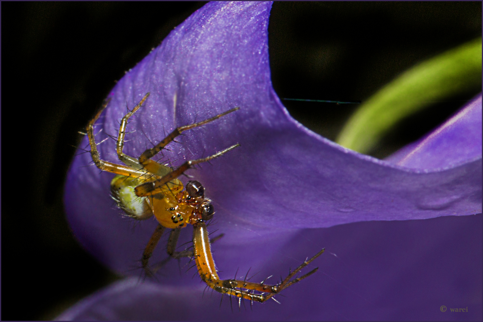 Minispinne in Glockenblume