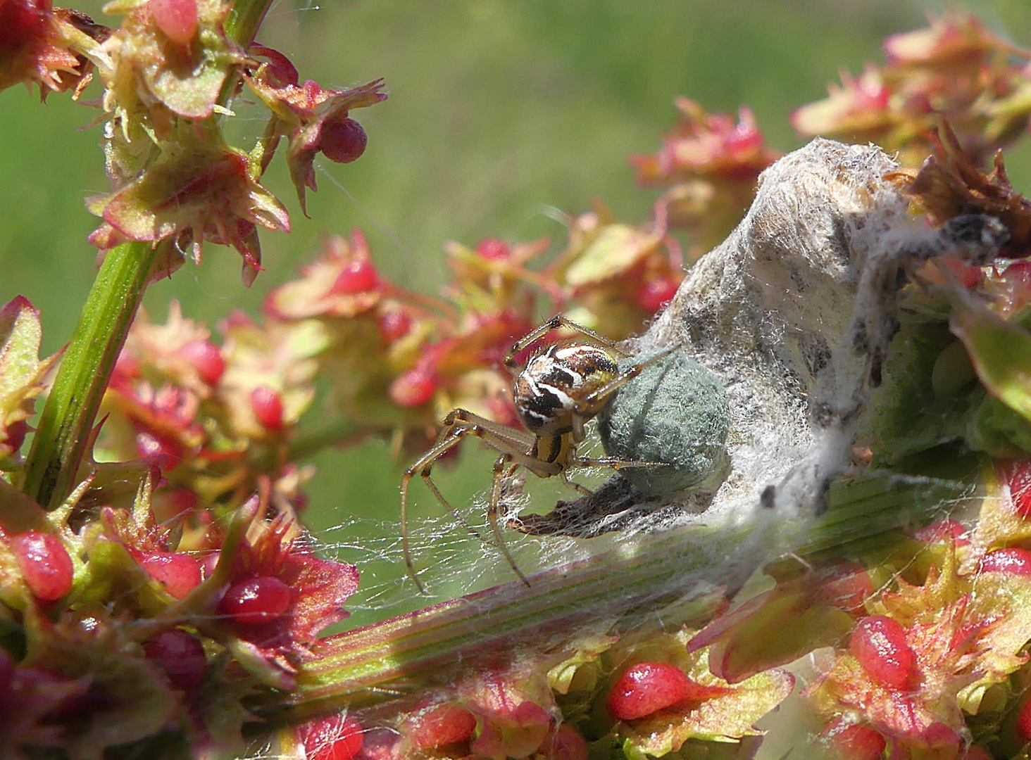 Minispinne mit Cocon