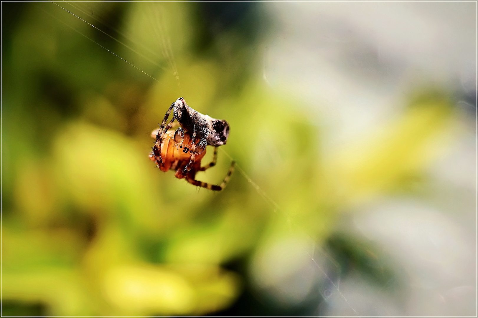 Minispinne mit ihrem Vorrat.