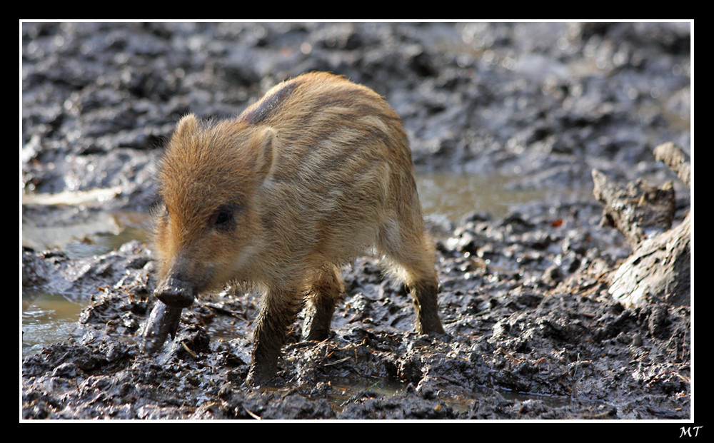 Ministeckdose im Wildpark