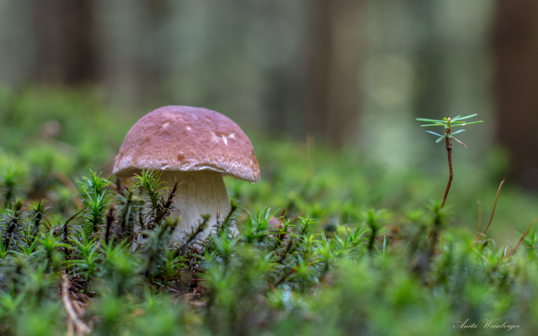 Ministeinpilz und Minibaum