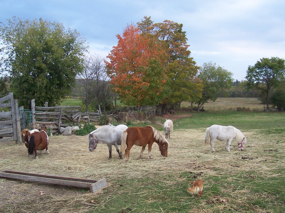 Miniture Horses