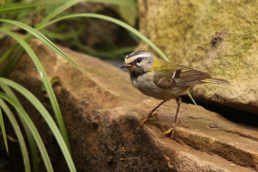 Minivogel