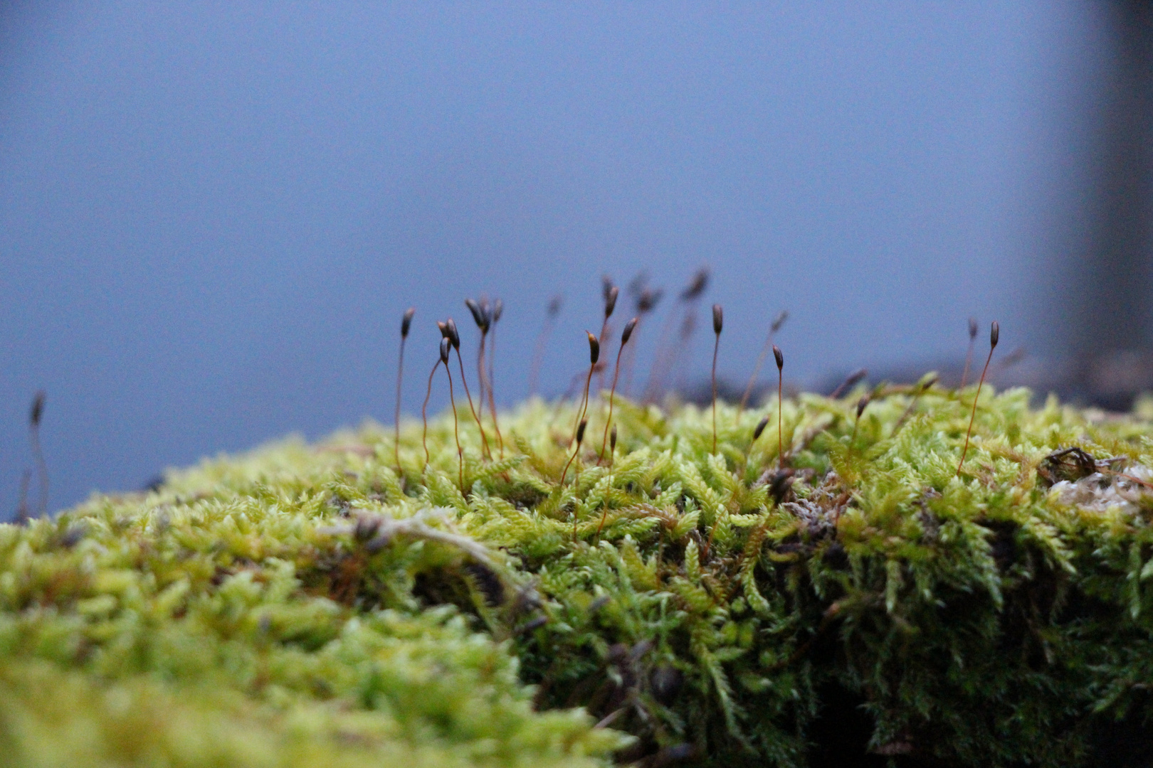 Miniwald im Wald