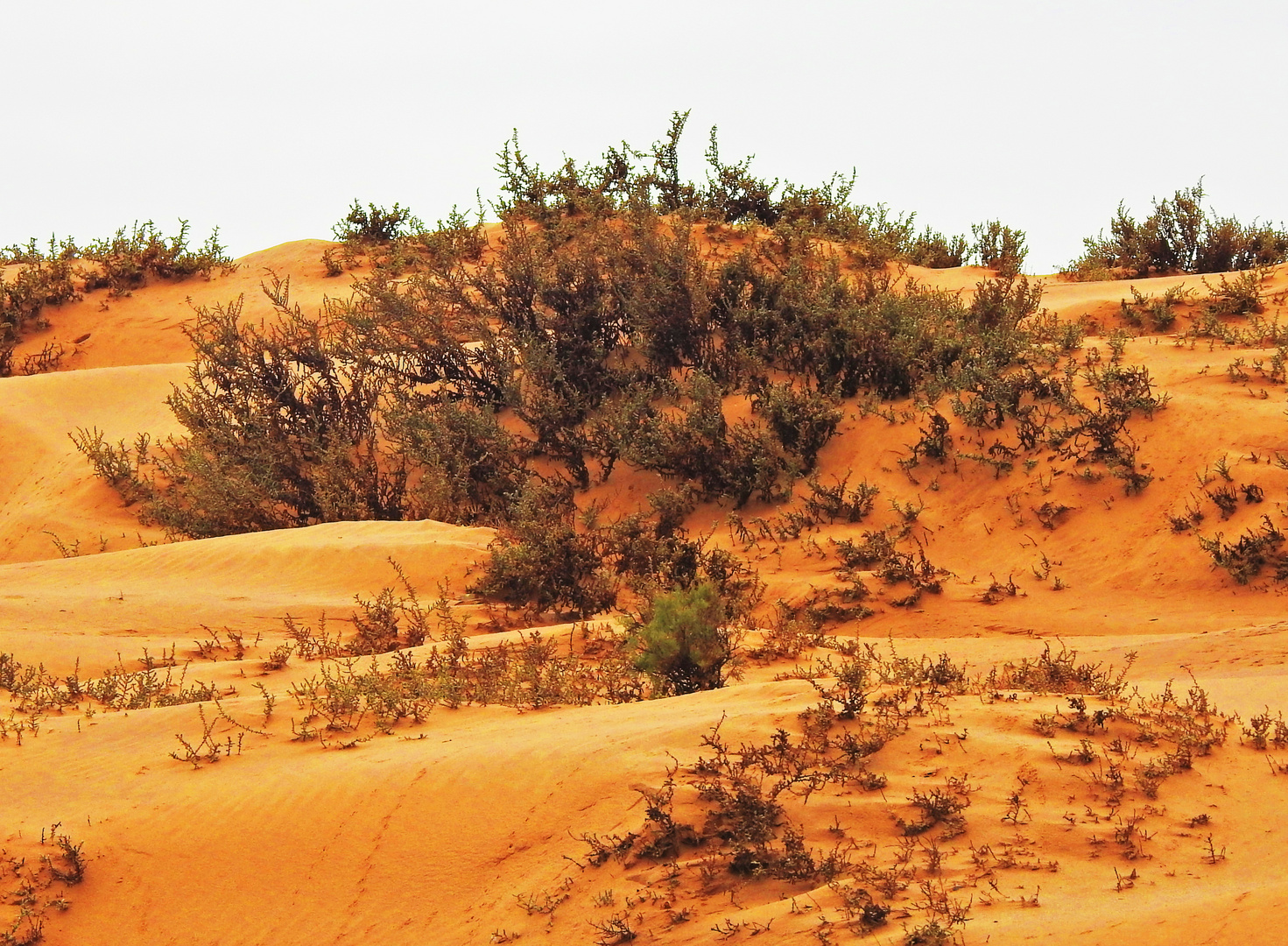 Miniwald in der Namib