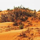 Miniwald in der Namib