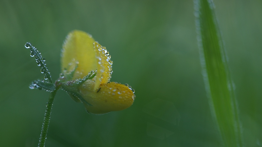 Miniwelt des Wiesenzaubers