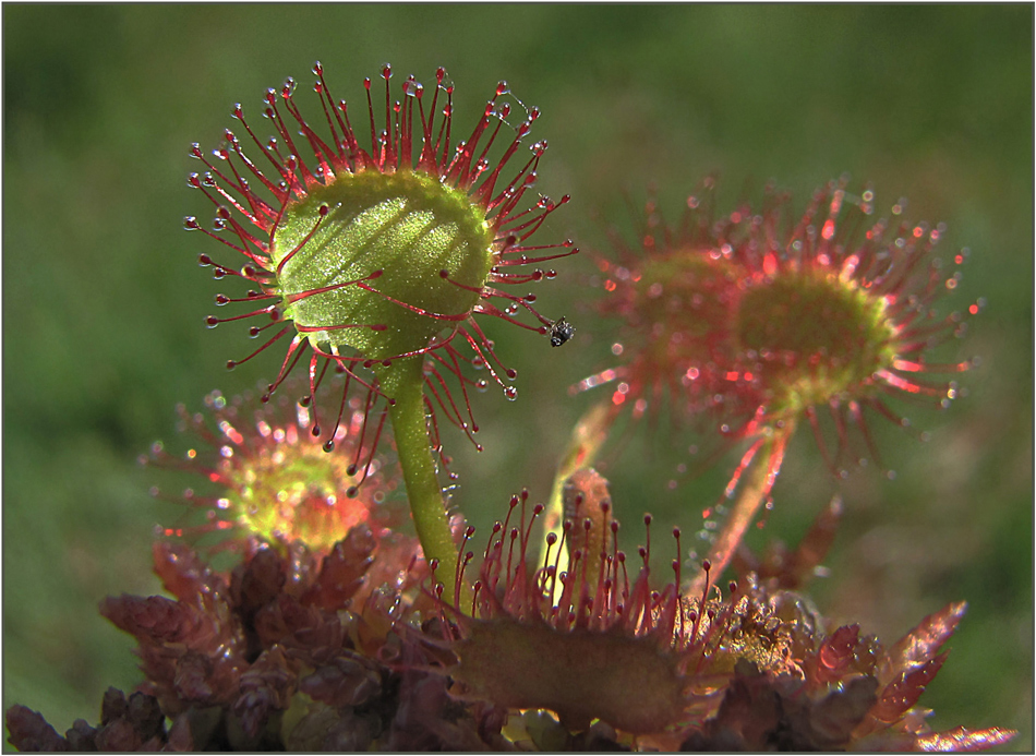 Miniwelt im Moor