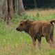 Miniwisent auf Entdeckungstour