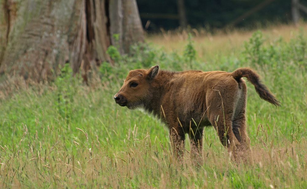 Miniwisent auf Entdeckungstour