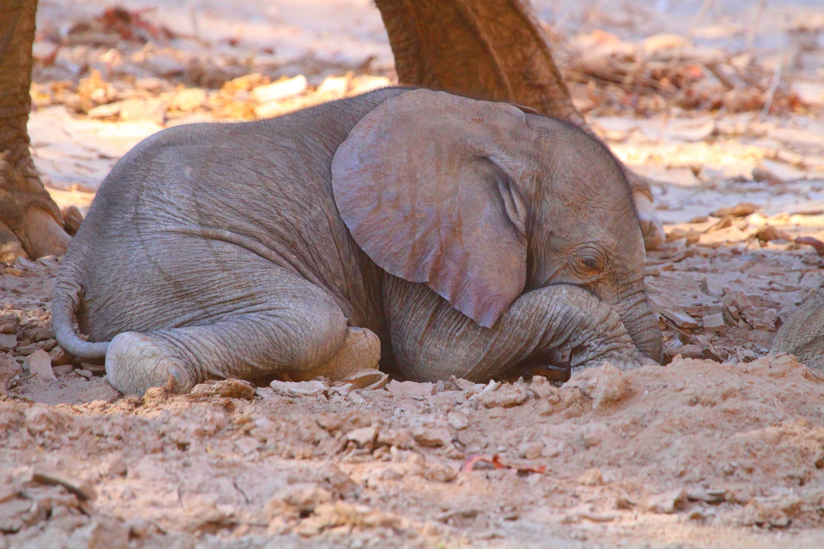 Miniwüstenelefant im Hoanibtal