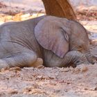 Miniwüstenelefant im Hoanibtal