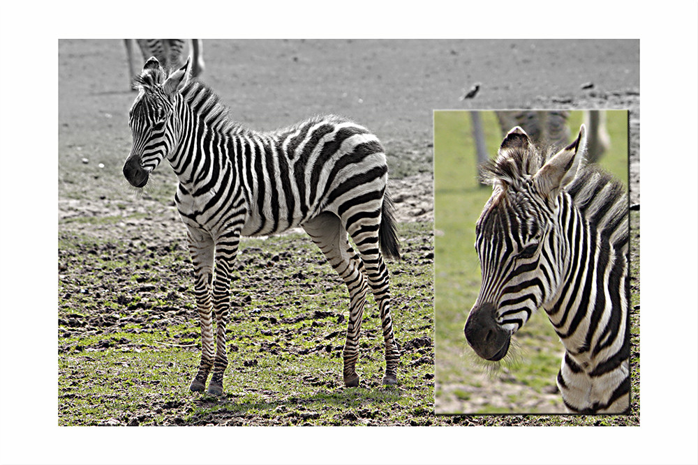 minizebra