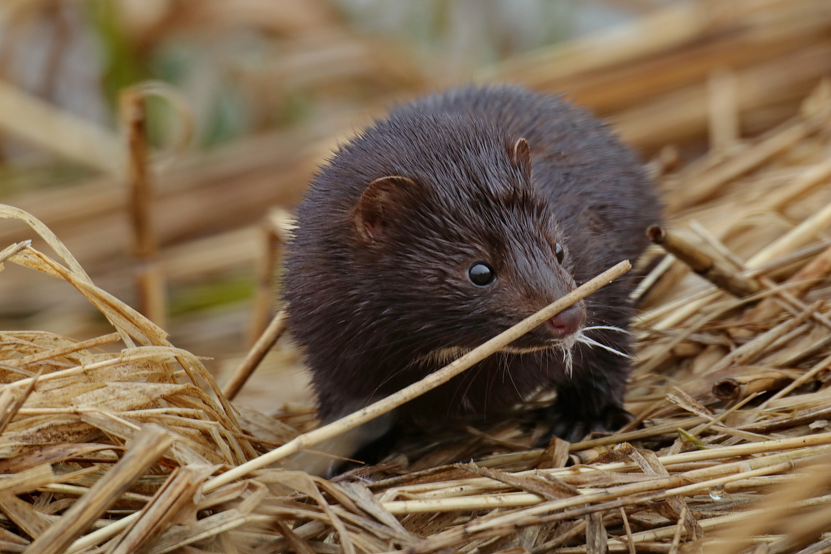 Mink 1