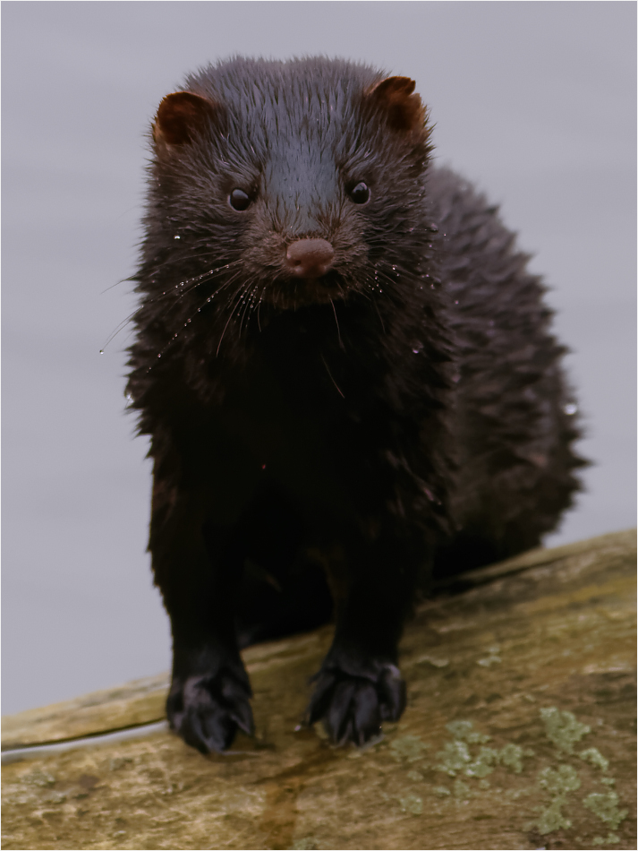 Mink