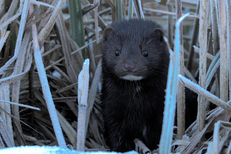 Mink amerikanischer Nertz