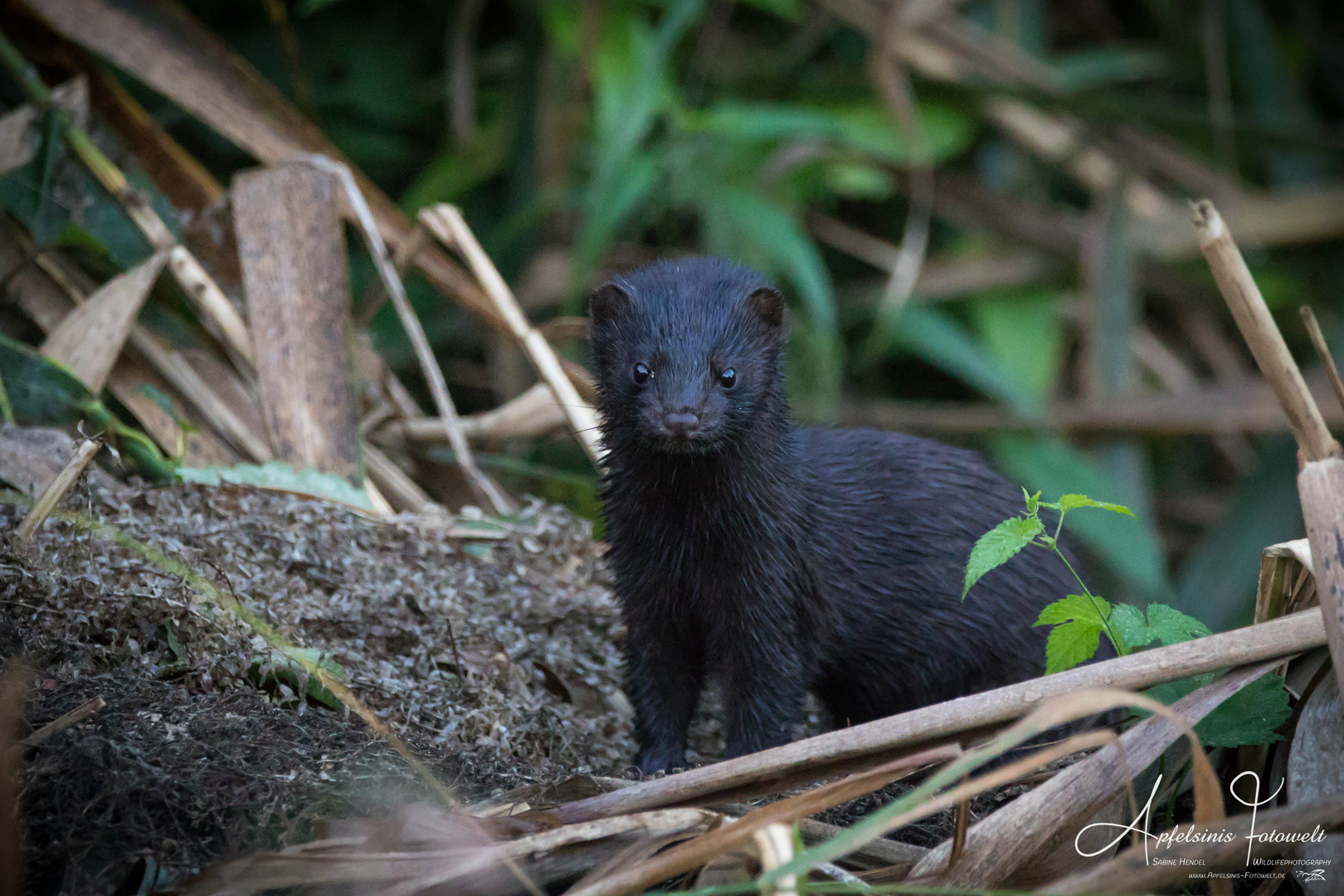 Mink (amerikanischer Nerz)