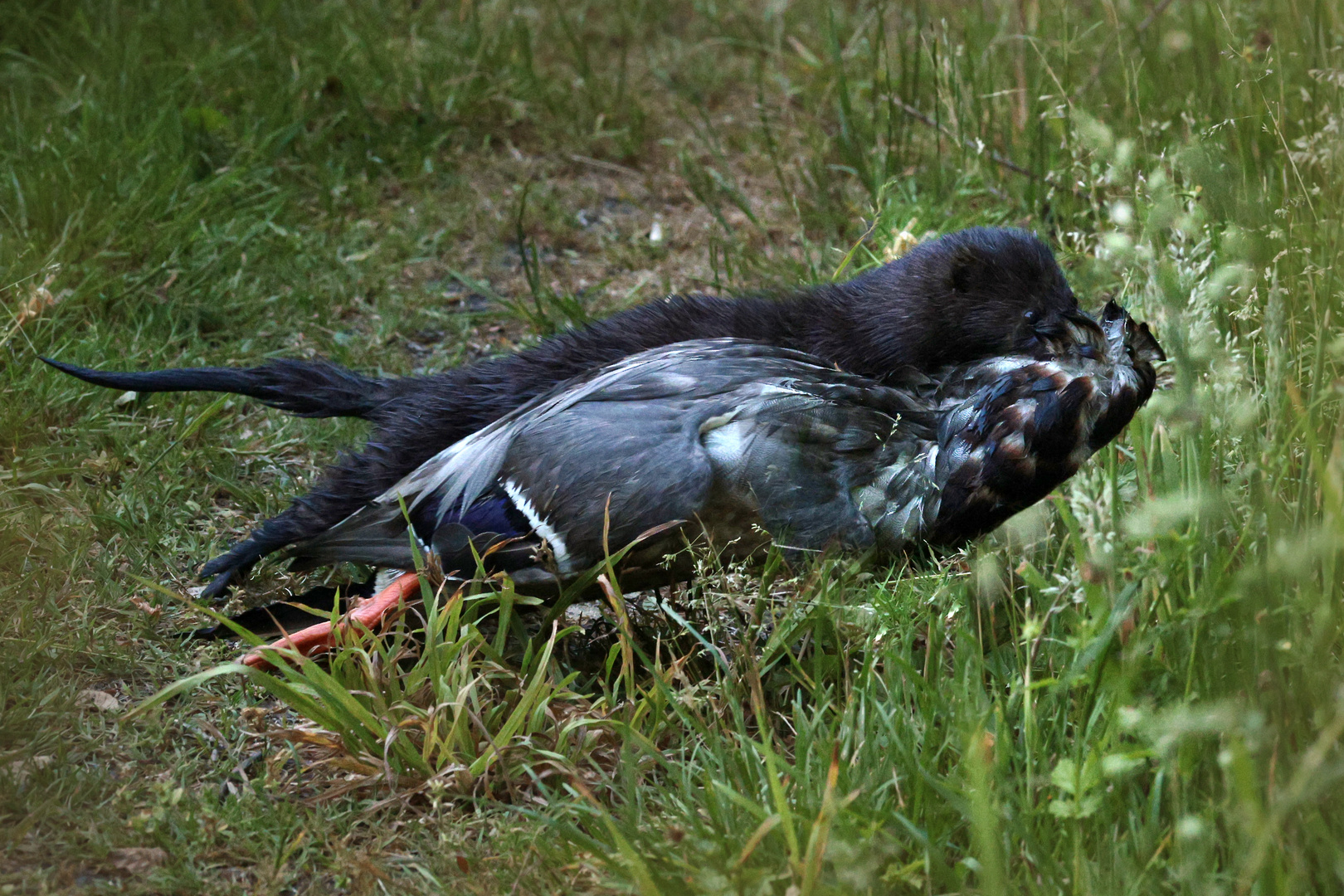 Mink (Amerikanischer Nerz, Neozoon) mit Beute