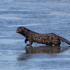 Mink auf dem Eis