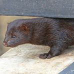 Mink