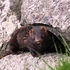 Mink in Norwegen Foreneset