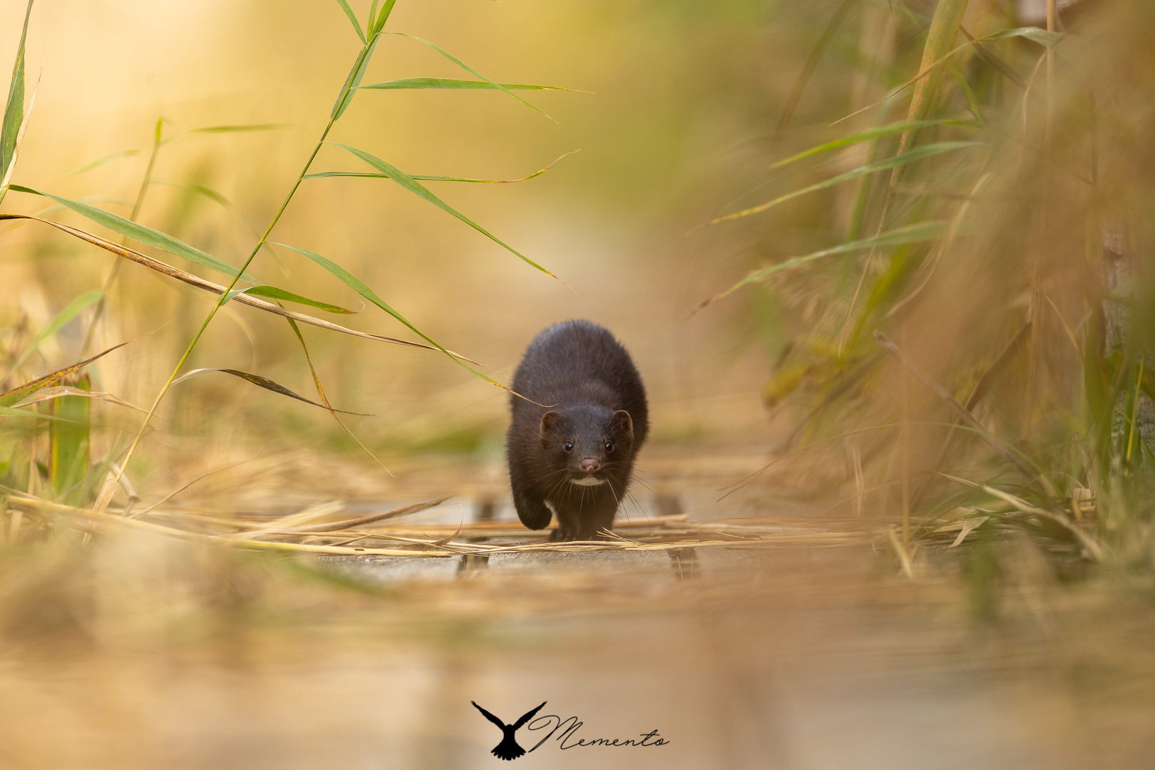 Mink in Schweden