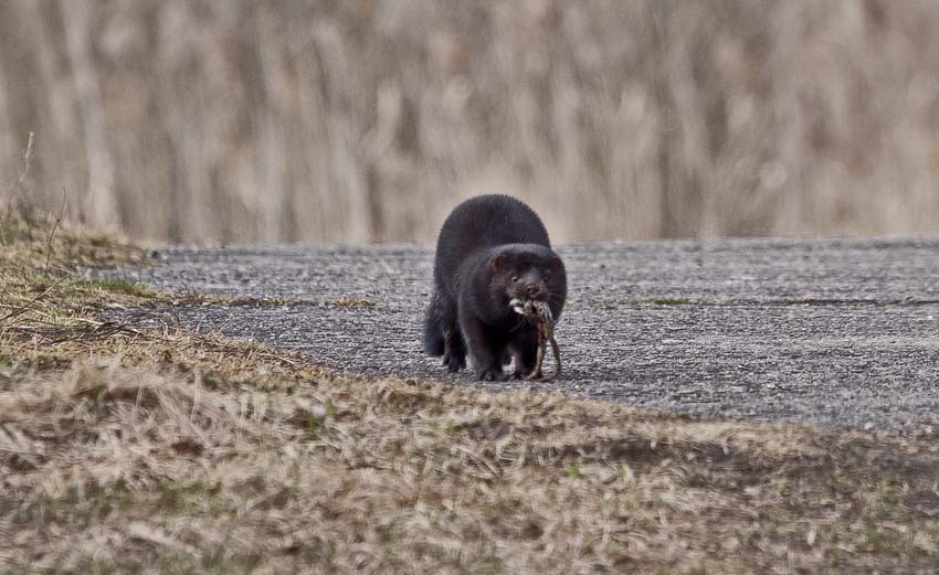 Mink mit Beute