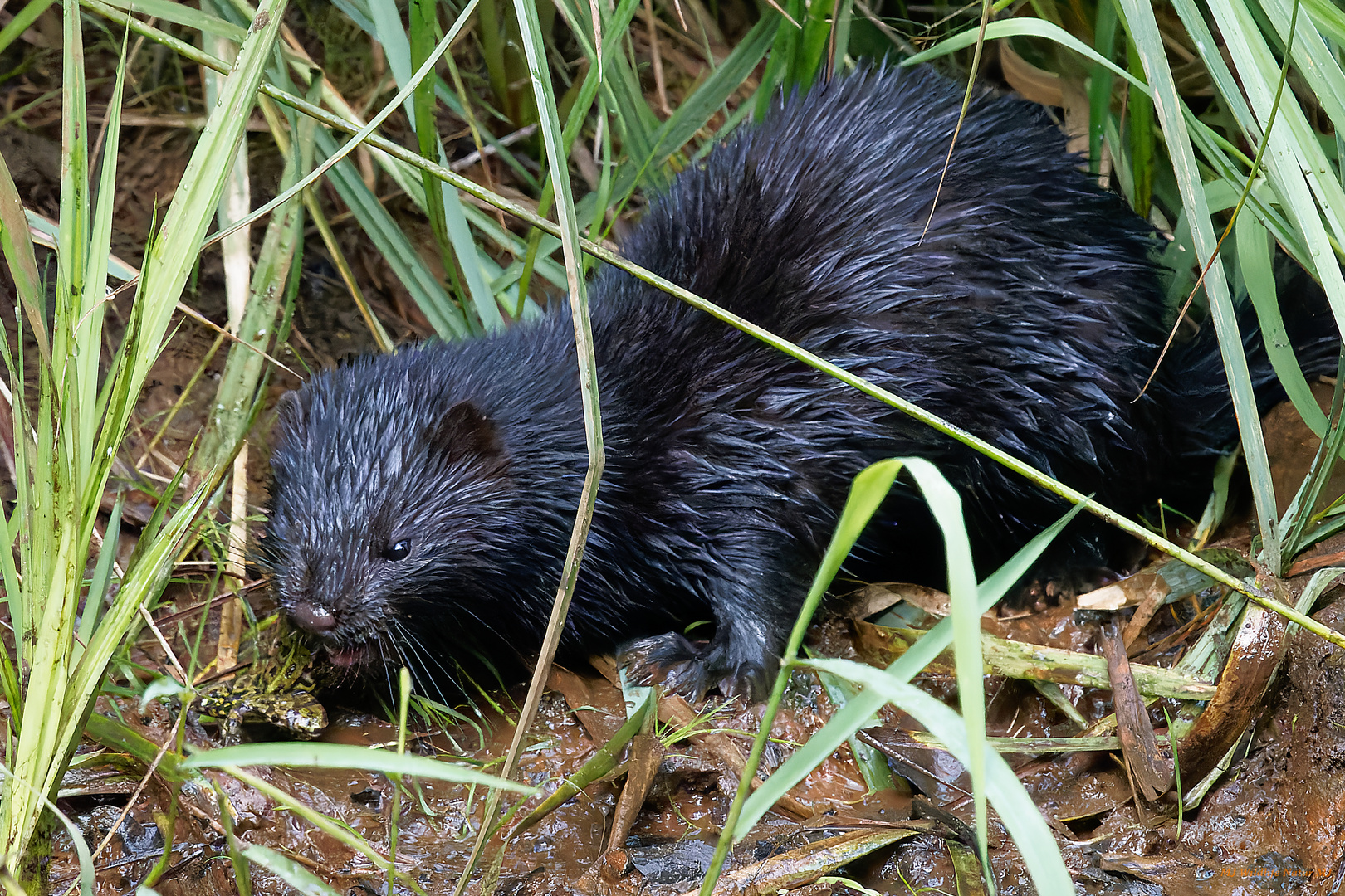 Mink mit Beutefrosch