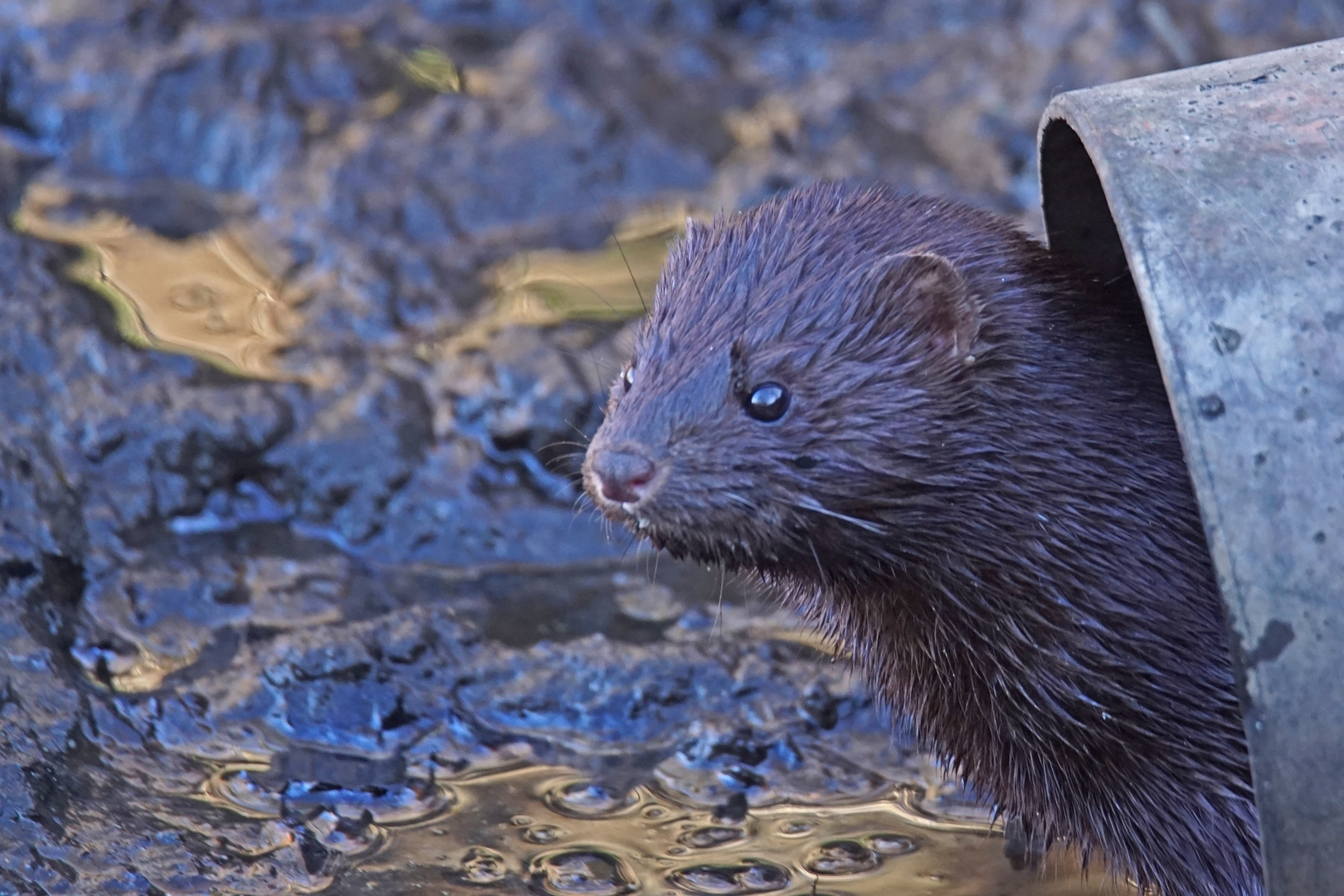 Mink (Neogale vison)