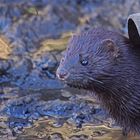 Mink (Neogale vison)