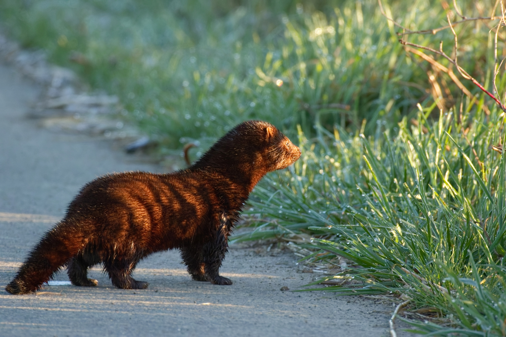 Mink (Neogale vison) kurz nach Sonnenaufgang