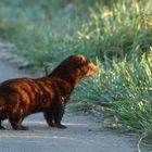 Mink (Neogale vison) kurz nach Sonnenaufgang