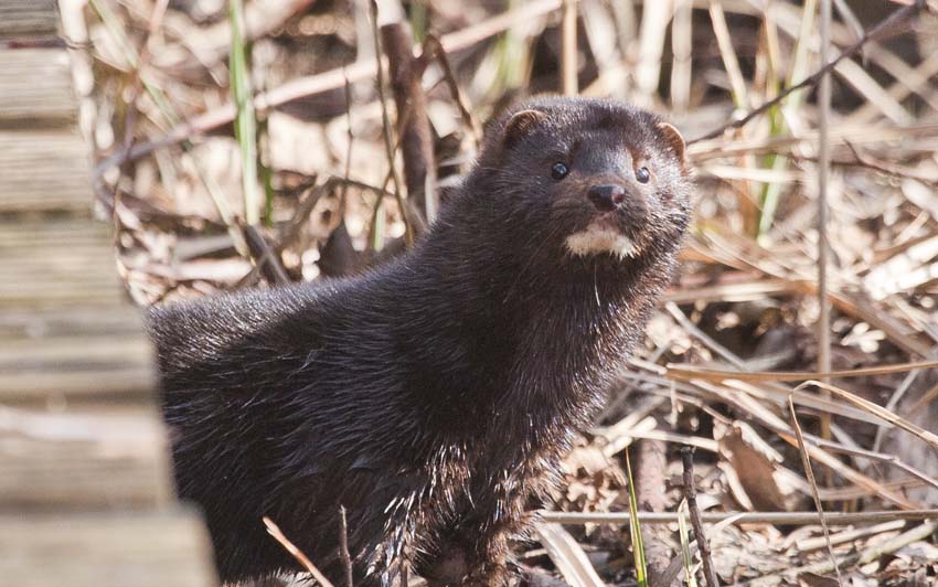 Mink Portrait