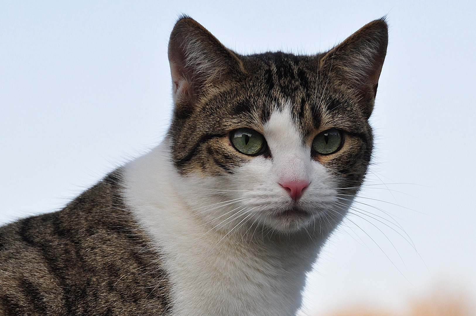 Minka auf der Mauer 2