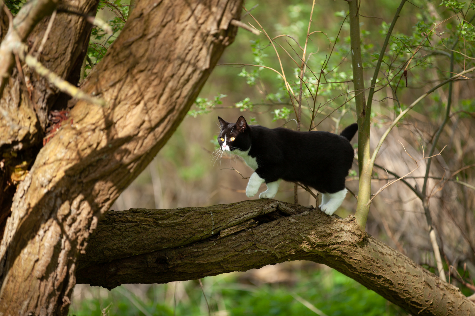 Minka im Baum