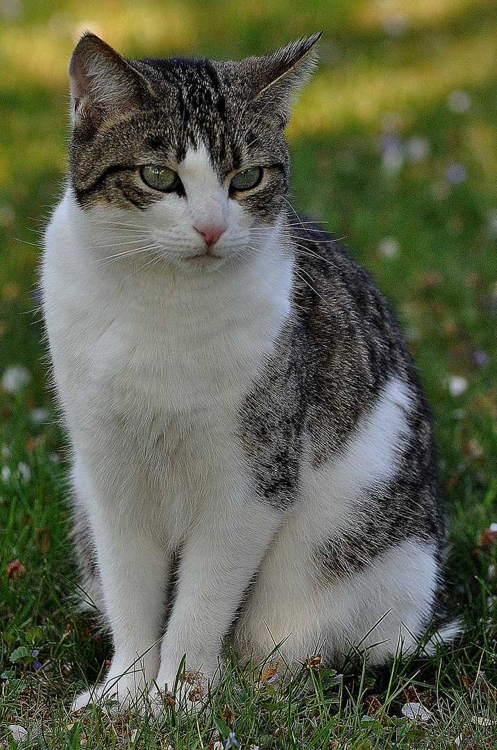 Minka im Garten