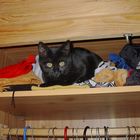 Minka im Schrank