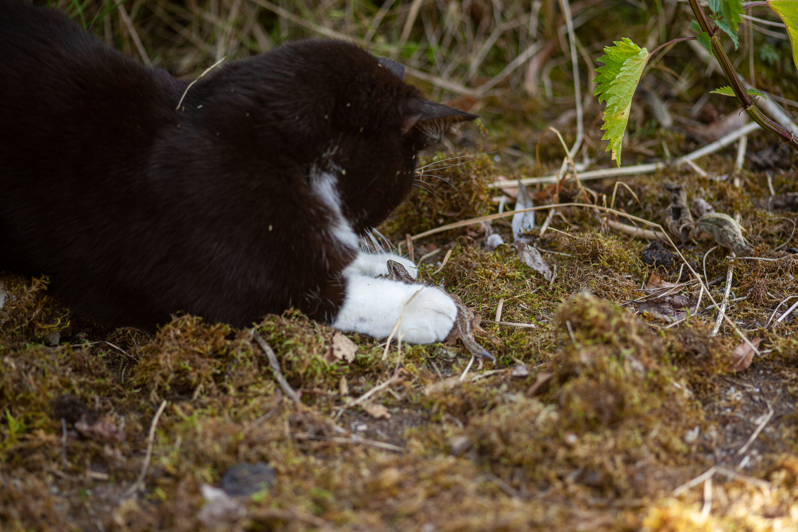 Minka mit Eidechse