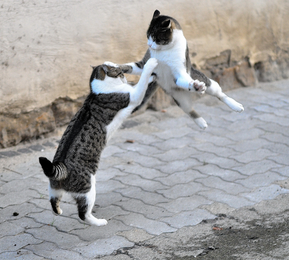 Minka und Archie beim spielen