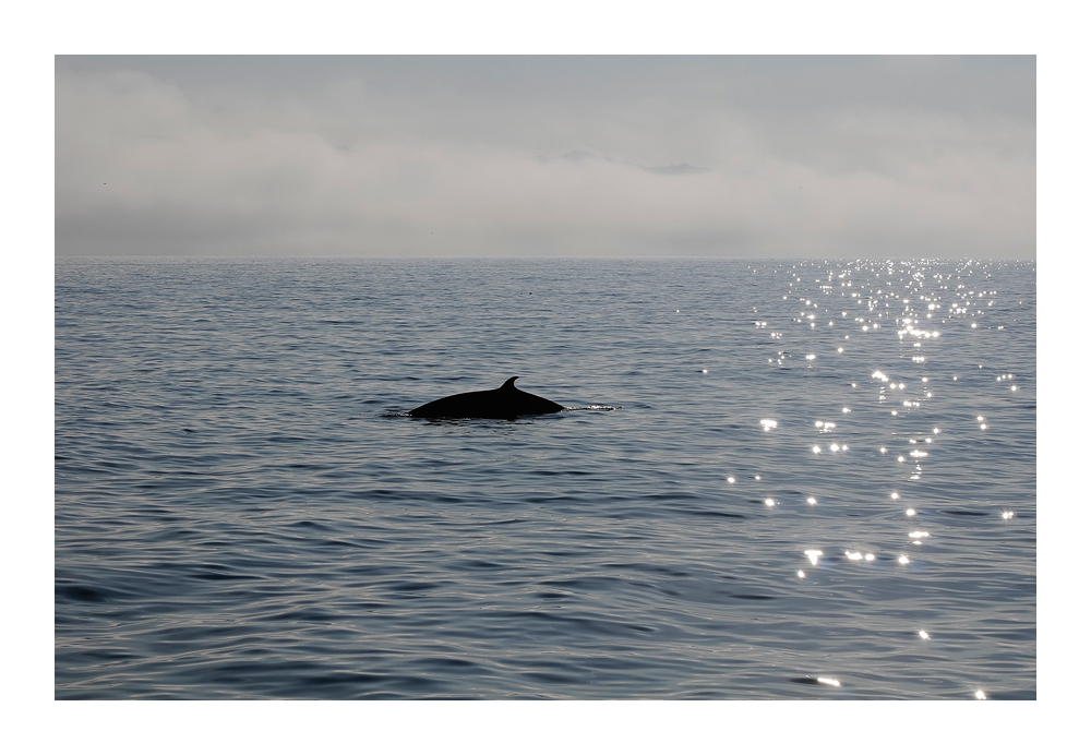 Minke Whale