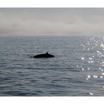 Minke Whale