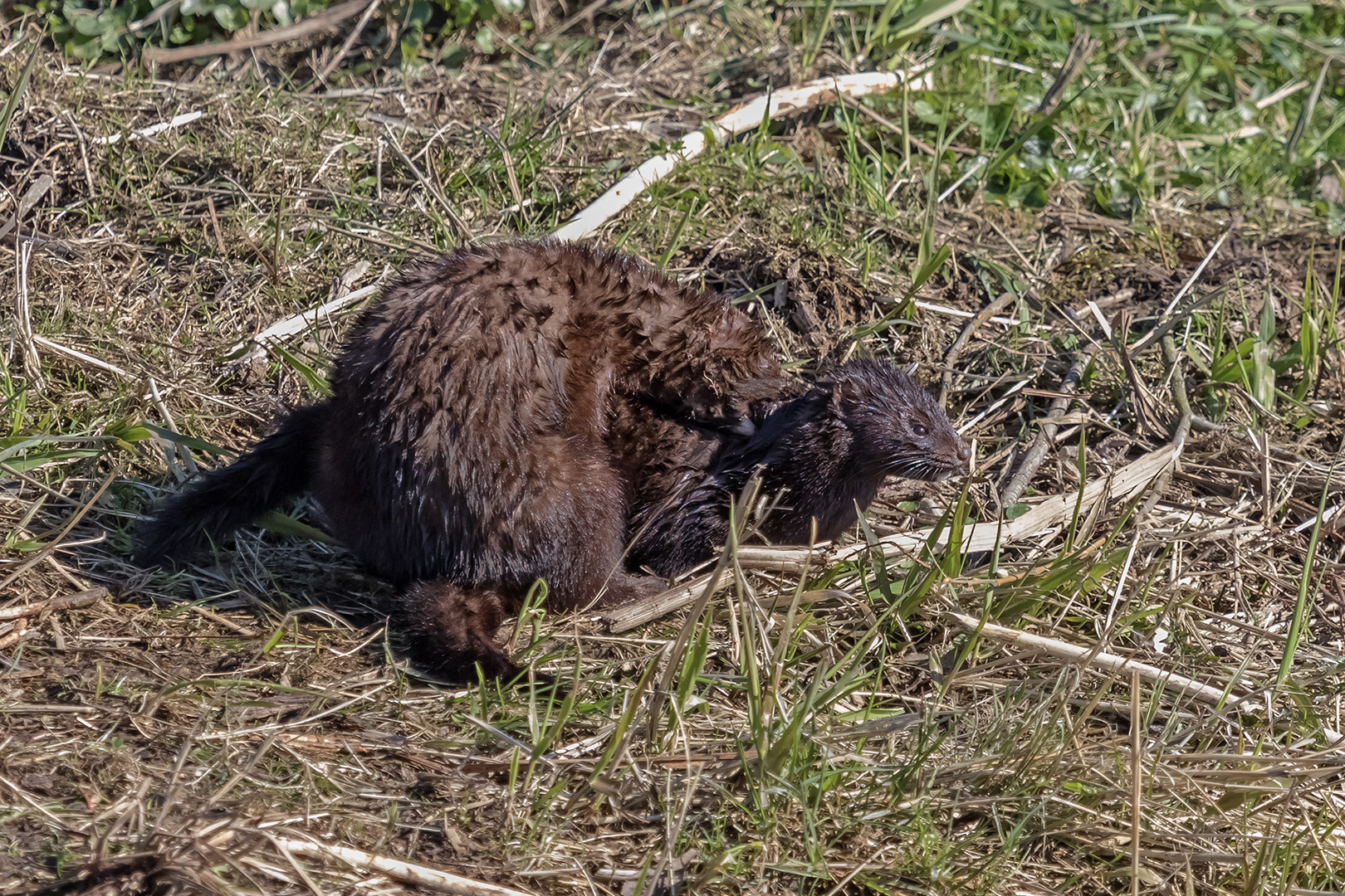 Minkpärchen nach ausgiebigem Bad