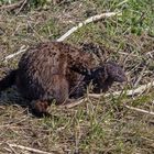 Minkpärchen nach ausgiebigem Bad