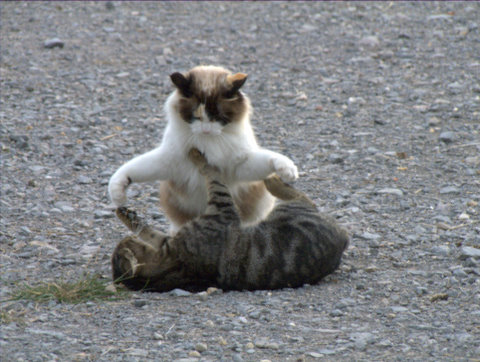 MINKY MIT MAUSI 2008