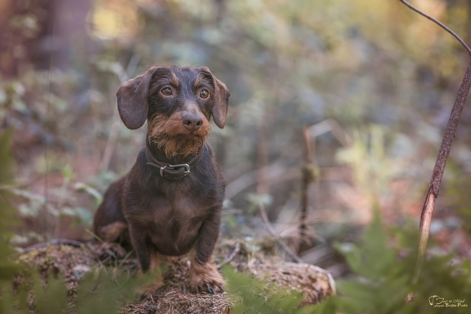 Minna allein im Wald