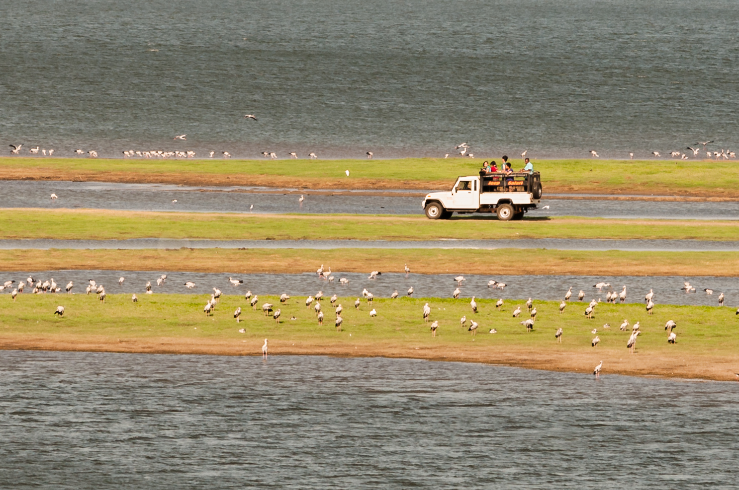 Minneriya National Park 2