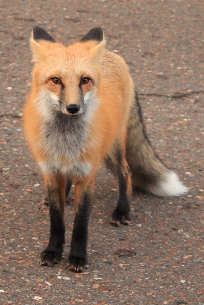 Minnesota Red Fox