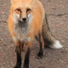 Minnesota Red Fox